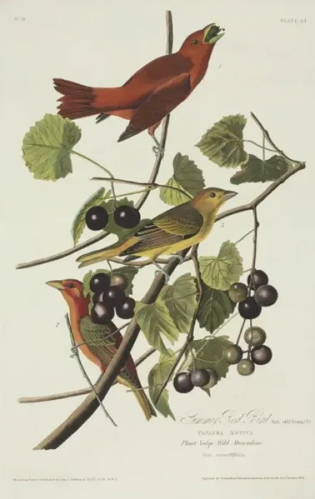 Framed Print : Piranga rubra, summer tanager Framed Print : Piranga rubra, summer tanager