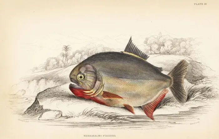 Framed Print : Piraya piranha or San Francisco piranha, Pygocentrus piraya Framed Print : Piraya piranha or San Francisco piranha, Pygocentrus piraya
