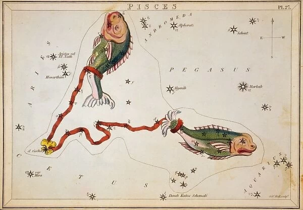 Pisces. Astronomical chart showing two fish tethered with a ribbon forming