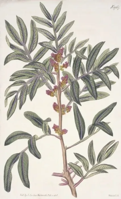 Framed Print : Pistacia lentiscus, evergreen pistache Framed Print : Pistacia lentiscus, evergreen pistache