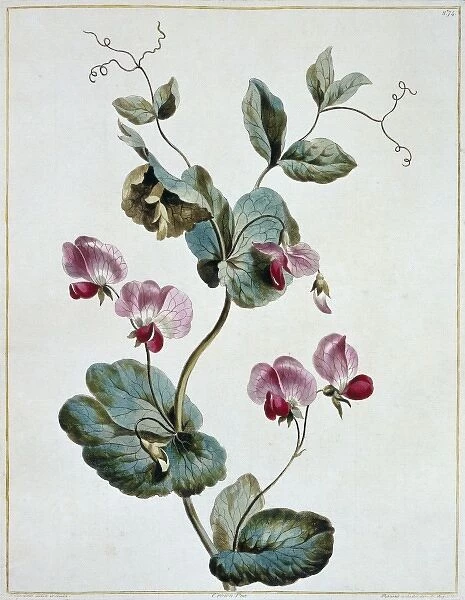 Pisum sativum, crown pea