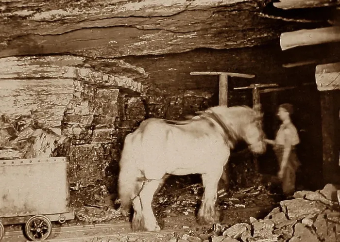 Framed Print : Pit pony in a coal mine Framed Print : Pit pony in a coal mine