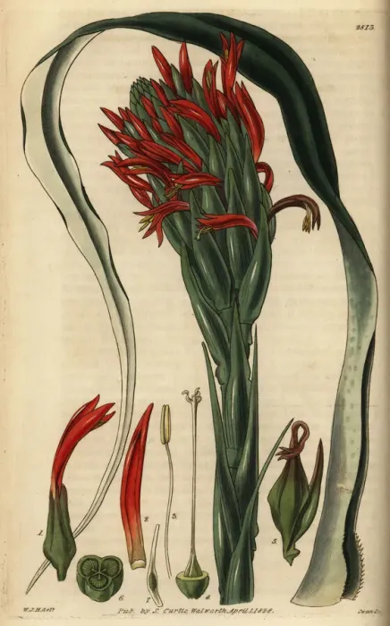 Framed Print : Pitcairnia bifrons Framed Print : Pitcairnia bifrons