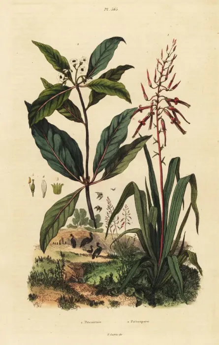 Framed Print : Pitcairnia and Victorian box tree Framed Print : Pitcairnia and Victorian box tree