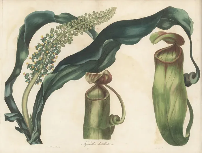 Framed Print : Pitcher plant, Nepenthes distillatoria Framed Print : Pitcher plant, Nepenthes distillatoria