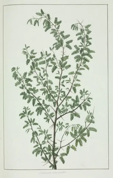 Framed Print : Pithecellobium circinale Framed Print : Pithecellobium circinale