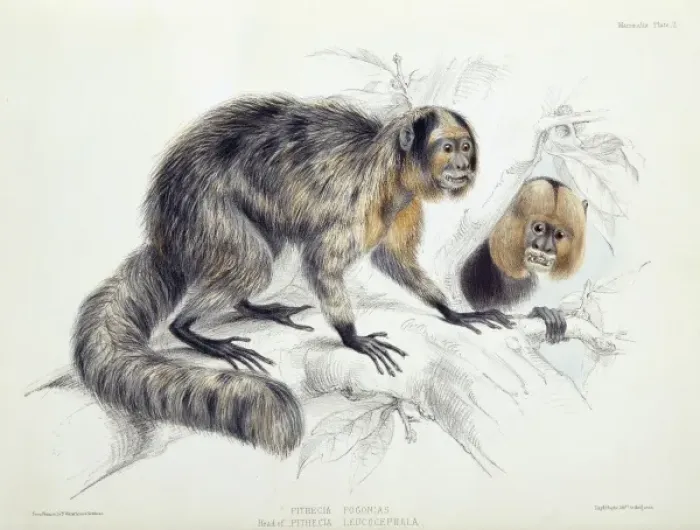Framed Print : Pithecia sp. saki and Pithecia leucocephala, white-headed s Framed Print : Pithecia sp. saki and Pithecia leucocephala, white-headed s