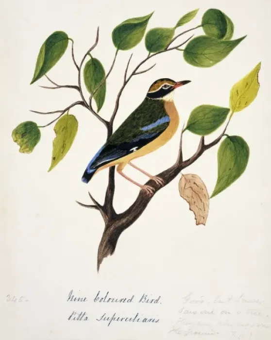 Framed Print : Pitta brachyura, Indian pitta Framed Print : Pitta brachyura, Indian pitta