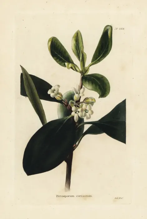 Framed Print : Pittosporum coriaceum Framed Print : Pittosporum coriaceum
