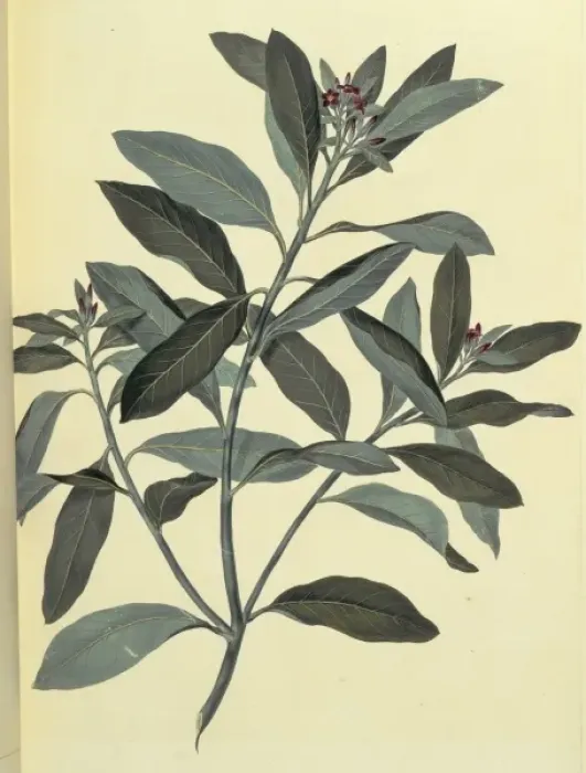Framed Print : Pittosporum ralphii, Ralphs desertwillow Framed Print : Pittosporum ralphii, Ralphs desertwillow