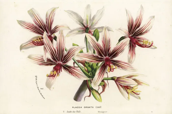 Framed Print : Placea ornata, native to Chile Framed Print : Placea ornata, native to Chile