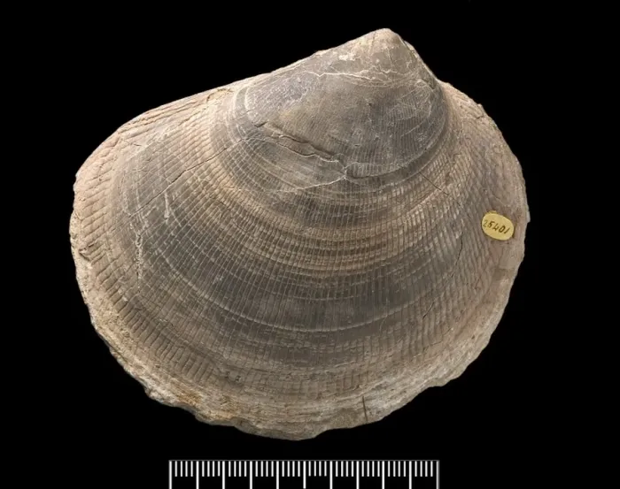 Framed Print : Plagiostoma, fossil shell Framed Print : Plagiostoma, fossil shell