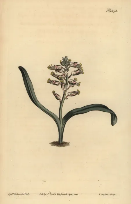 Framed Print : Plain-leaved self-coloured lachenalia, Lachenalia unicolor Framed Print : Plain-leaved self-coloured lachenalia, Lachenalia unicolor