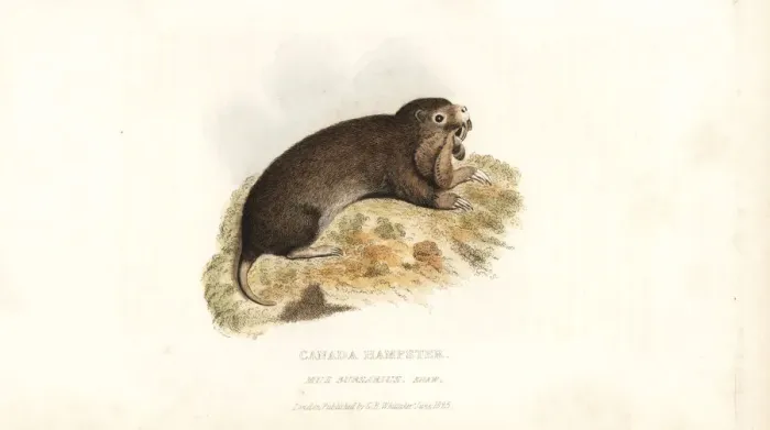 Framed Print : Plains pocket gopher, Geomys bursarius Framed Print : Plains pocket gopher, Geomys bursarius