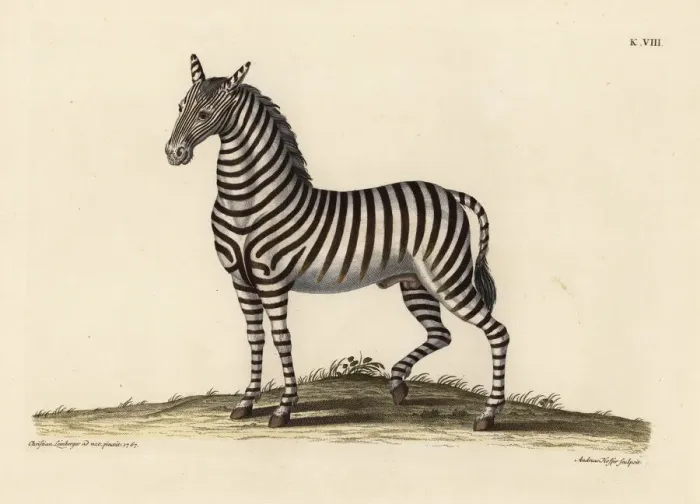 Framed Print : Plains zebra, Equus quagga Framed Print : Plains zebra, Equus quagga