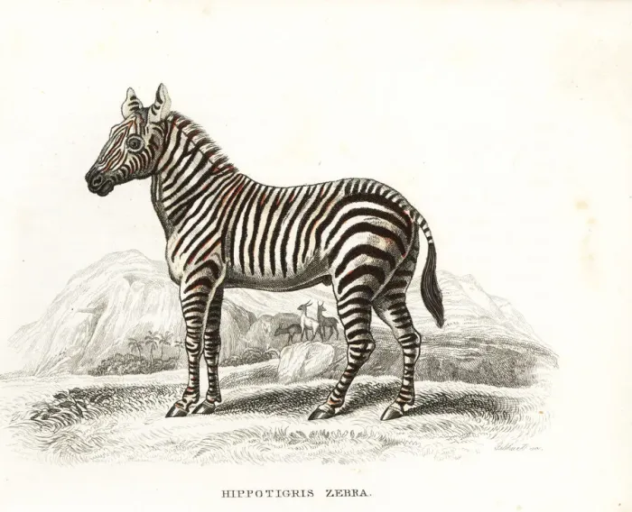 Framed Print : Plains zebra, Equus quagga Framed Print : Plains zebra, Equus quagga