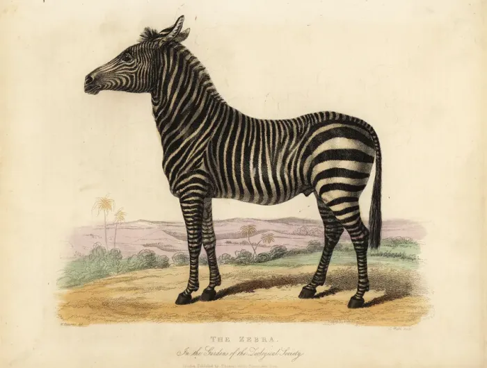 Framed Print : Plains zebra, Equus quagga Framed Print : Plains zebra, Equus quagga