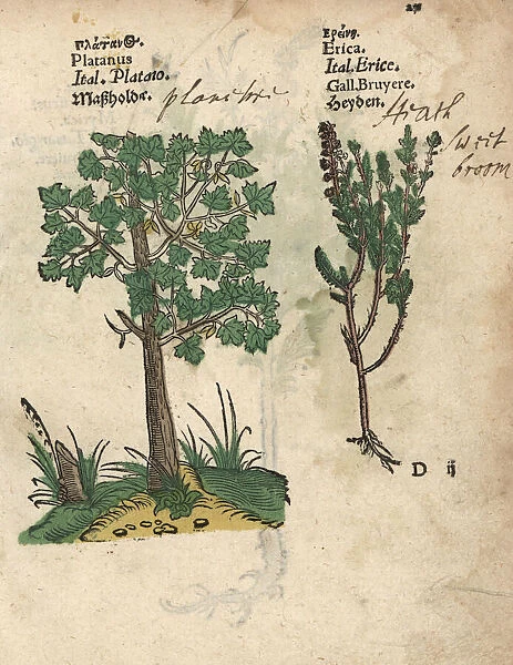 Plane tree, Platanus species, and heath, Erica species