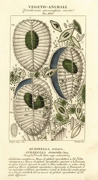 Framed Print : Plankton, Surirella striatula Framed Print : Plankton, Surirella striatula