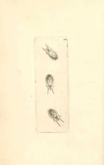 Framed Print : Plankton, Thalia democratica Framed Print : Plankton, Thalia democratica