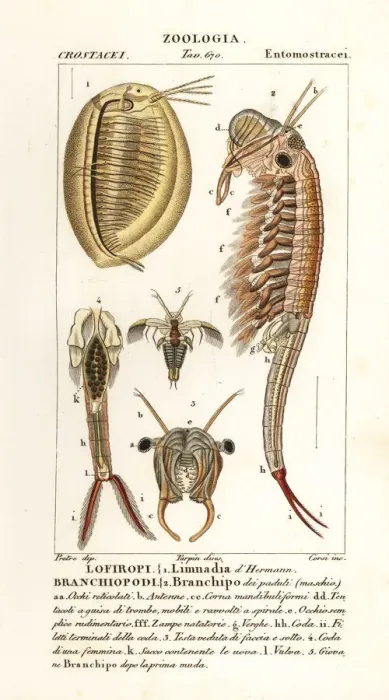 Framed Print : Planktonic crustaceans: Limnadia hermani and Branchinecta Framed Print : Planktonic crustaceans: Limnadia hermani and Branchinecta