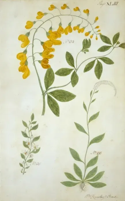 Framed Print : Plant drawing Framed Print : Plant drawing