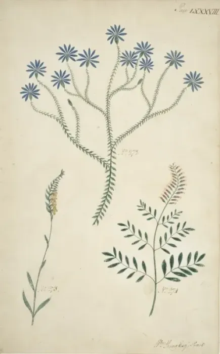 Framed Print : Plant drawing Framed Print : Plant drawing