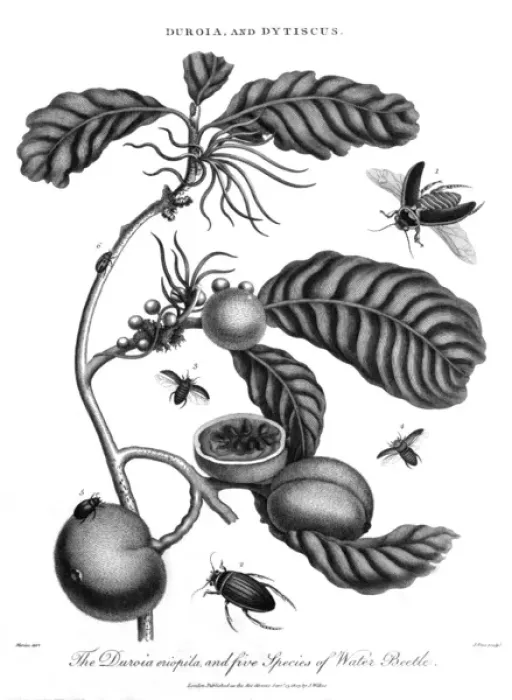 Framed Print : Plant, Fruit & Insects Framed Print : Plant, Fruit & Insects