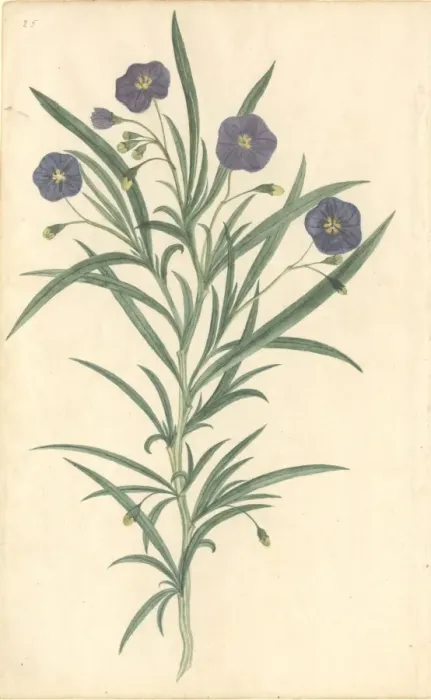 Framed Print : Plant Illustration Framed Print : Plant Illustration