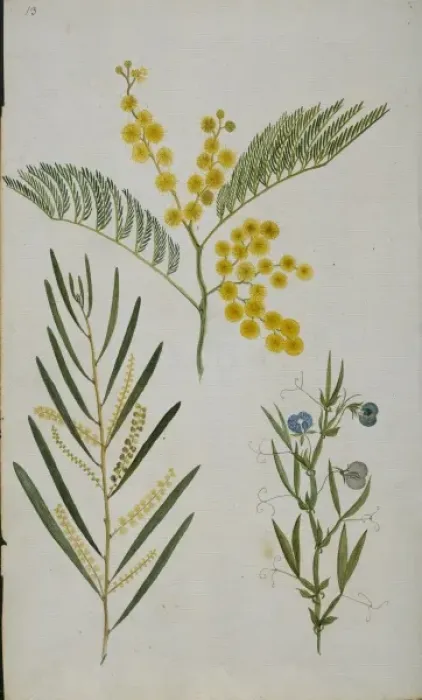 Framed Print : Plant Illustration Framed Print : Plant Illustration