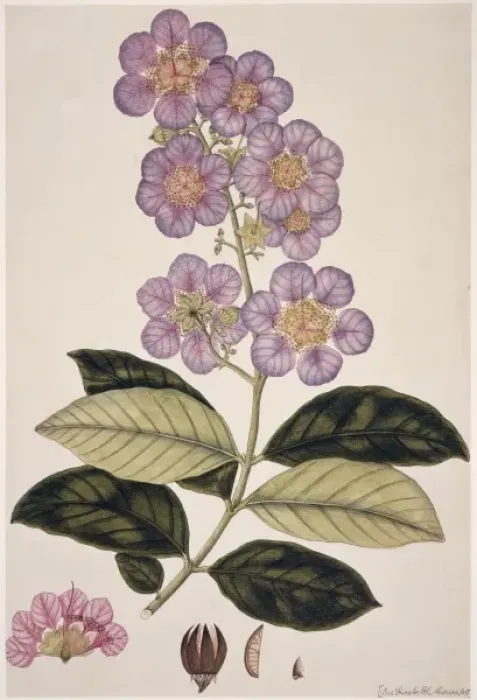Framed Print : Plant Illustration