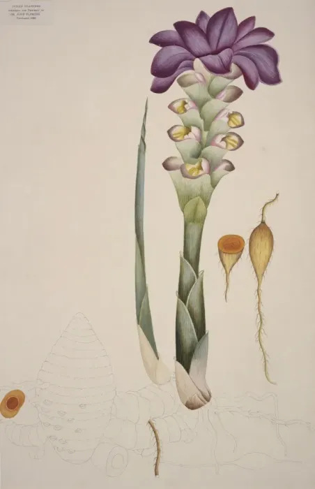 Framed Print : Plant Illustration Framed Print : Plant Illustration