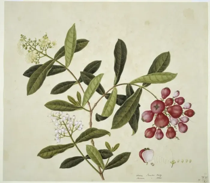 Framed Print : Plant Illustration Framed Print : Plant Illustration
