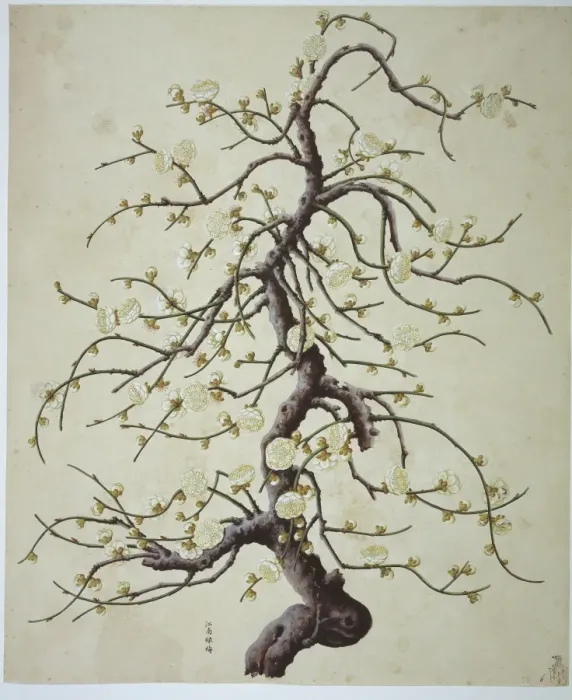 Framed Print : Plant Illustration Framed Print : Plant Illustration