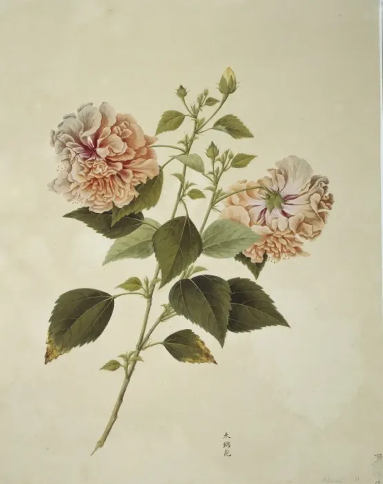 Framed Print : Plant Illustration Framed Print : Plant Illustration