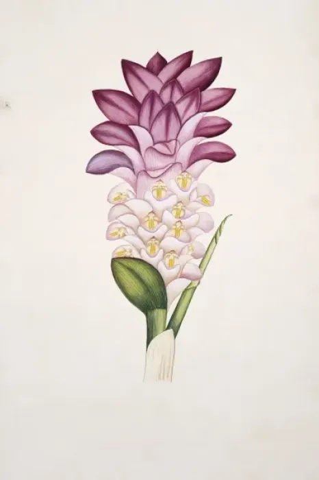 Framed Print : Plant Illustration Framed Print : Plant Illustration