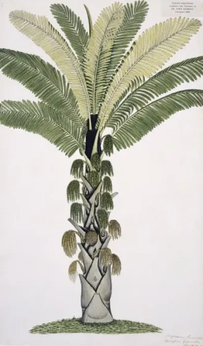 Framed Print : Plant Illustration Framed Print : Plant Illustration