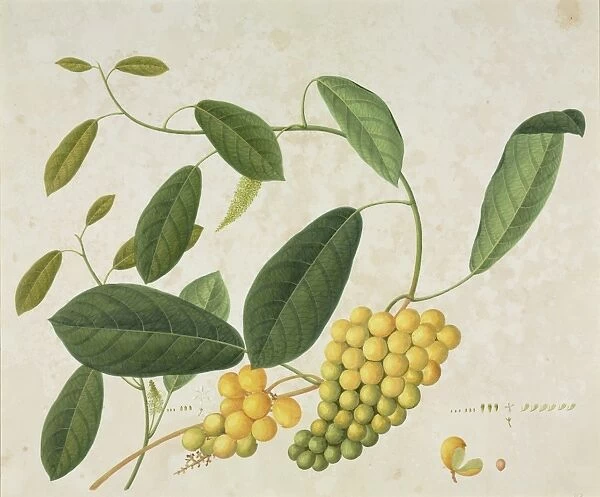 Plant illustration from the Reeves collections