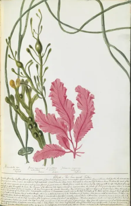 Framed Print : Plant watercolours by Elizabeth Twining Framed Print : Plant watercolours by Elizabeth Twining