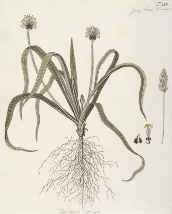 Framed Print : Plantago alpina, plantain Framed Print : Plantago alpina, plantain