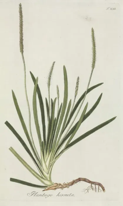 Framed Print : Plantago hirsuta Framed Print : Plantago hirsuta