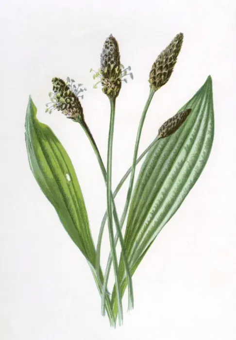 Framed Print : Plantago Lanceolata Framed Print : Plantago Lanceolata