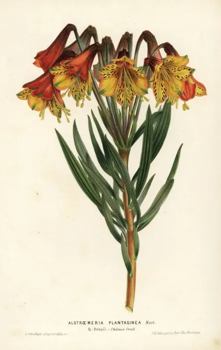 Framed Print : Plantain-leaved alstroemeria, Alstroemeria plantaginea Framed Print : Plantain-leaved alstroemeria, Alstroemeria plantaginea