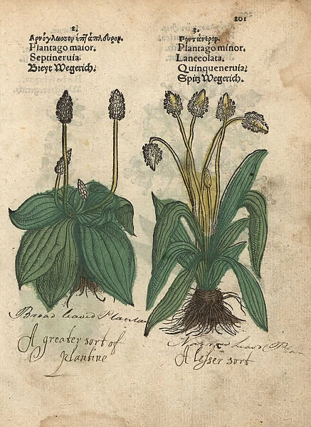 Plantain, Plantago major, and ribwort plantain
