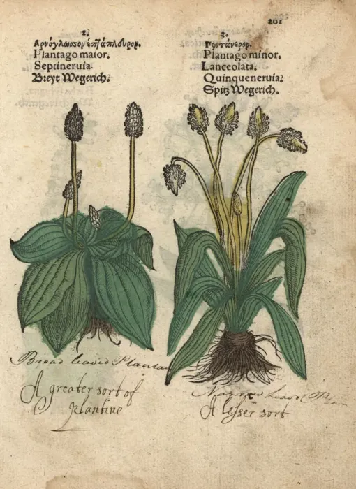 Framed Print : Plantain, Plantago major, and ribwort plantain Framed Print : Plantain, Plantago major, and ribwort plantain