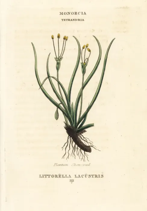 Framed Print : Plantain shore-weed, Littorella uniflora Framed Print : Plantain shore-weed, Littorella uniflora