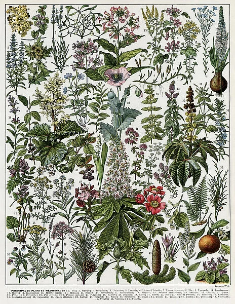 Plantes Medicinales - Medicinal plants
