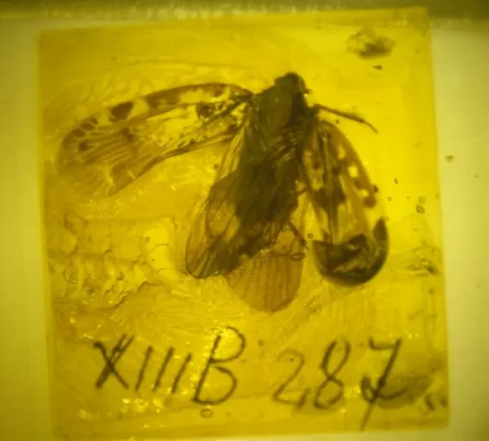 Framed Print : Planthopper bug in Baltic amber Framed Print : Planthopper bug in Baltic amber