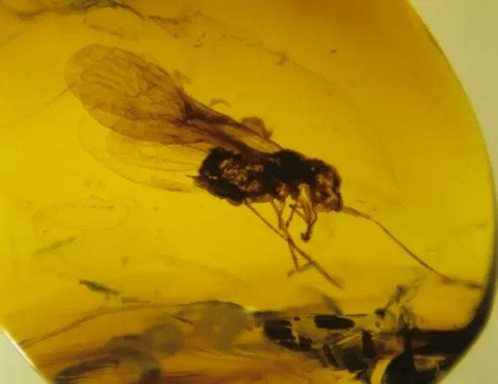 Framed Print : Planthopper bug in Mexican amber Framed Print : Planthopper bug in Mexican amber