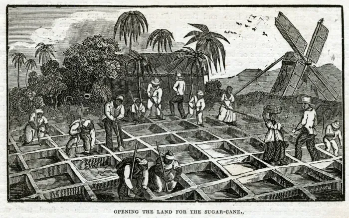 Framed Print : PLANTING IN ANTIGUA Framed Print : PLANTING IN ANTIGUA